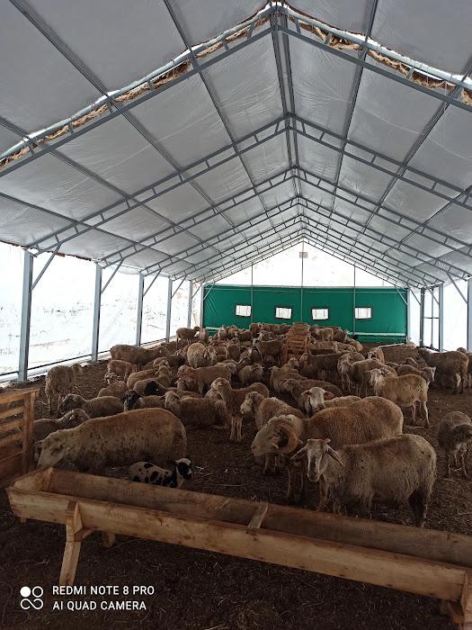 Hayvancılık Yapısı